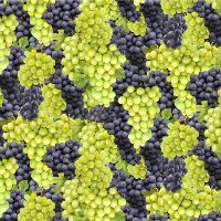ttGRAPE-CD3827 GRAPES